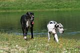 DOGUE ALLEMAND 083